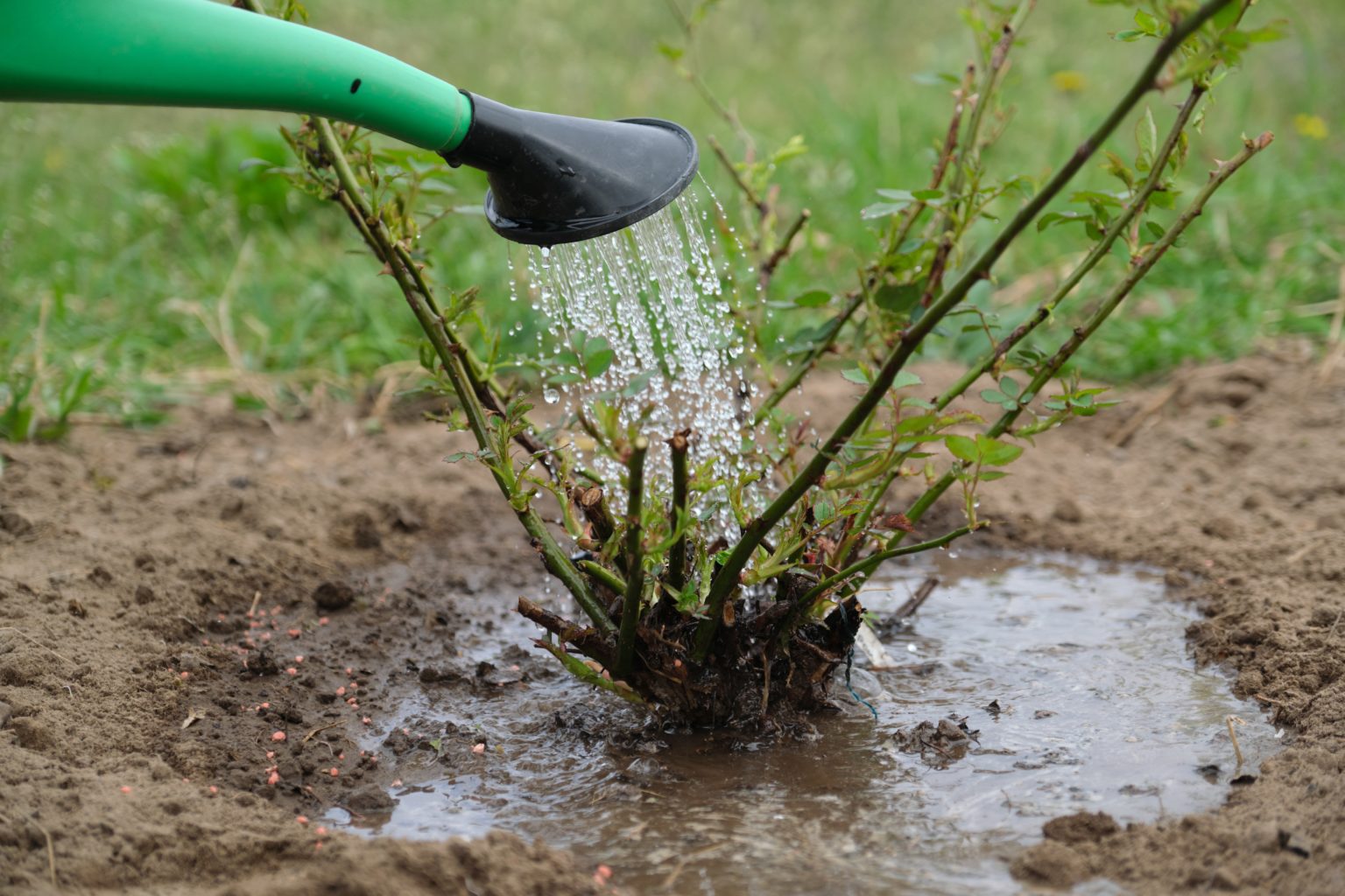 Weltering Roses How to Water Roses for Healthy Growth and Beautiful Blooms – British ...
