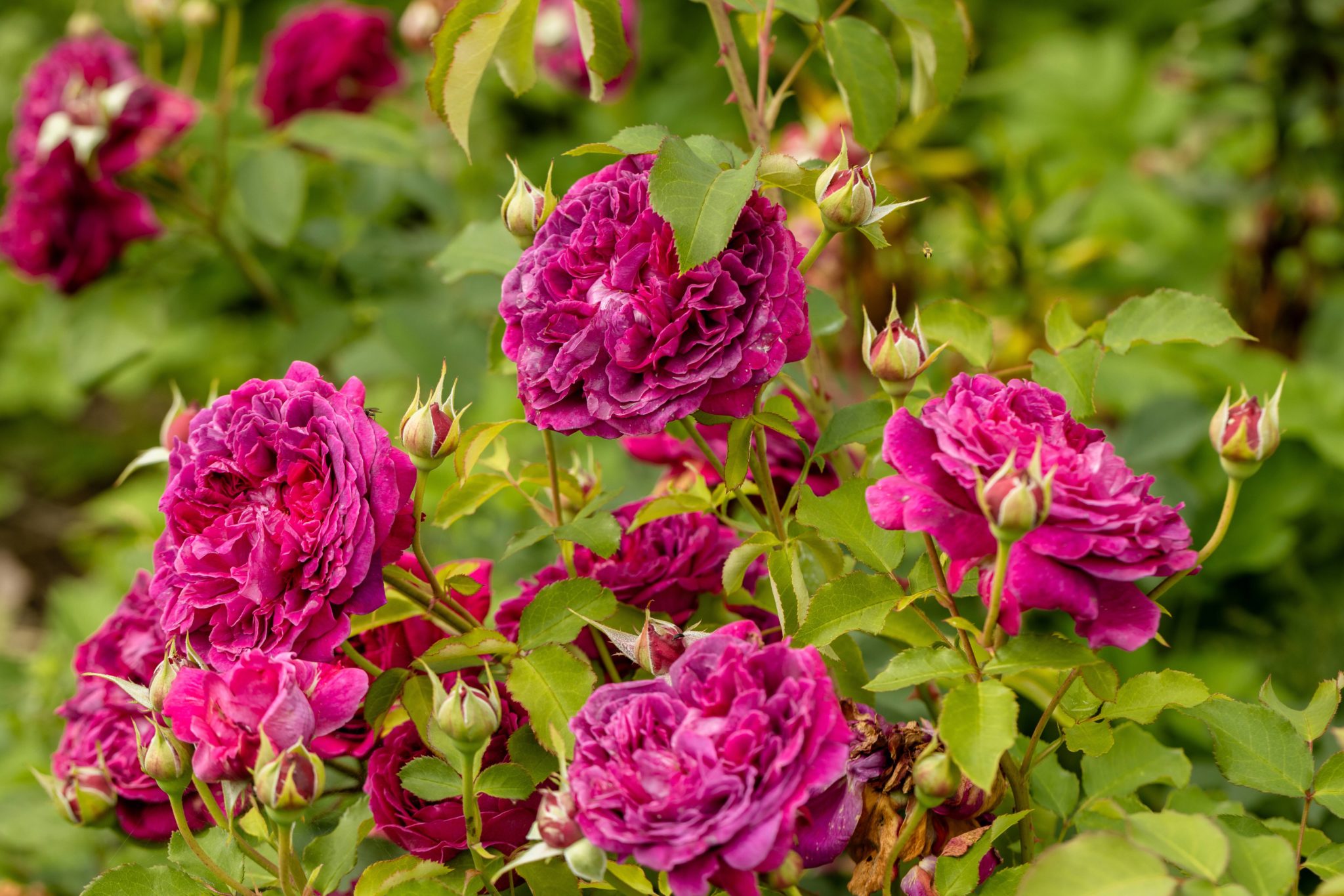 Plant Profile: Shrub Roses – British Rose Gardens