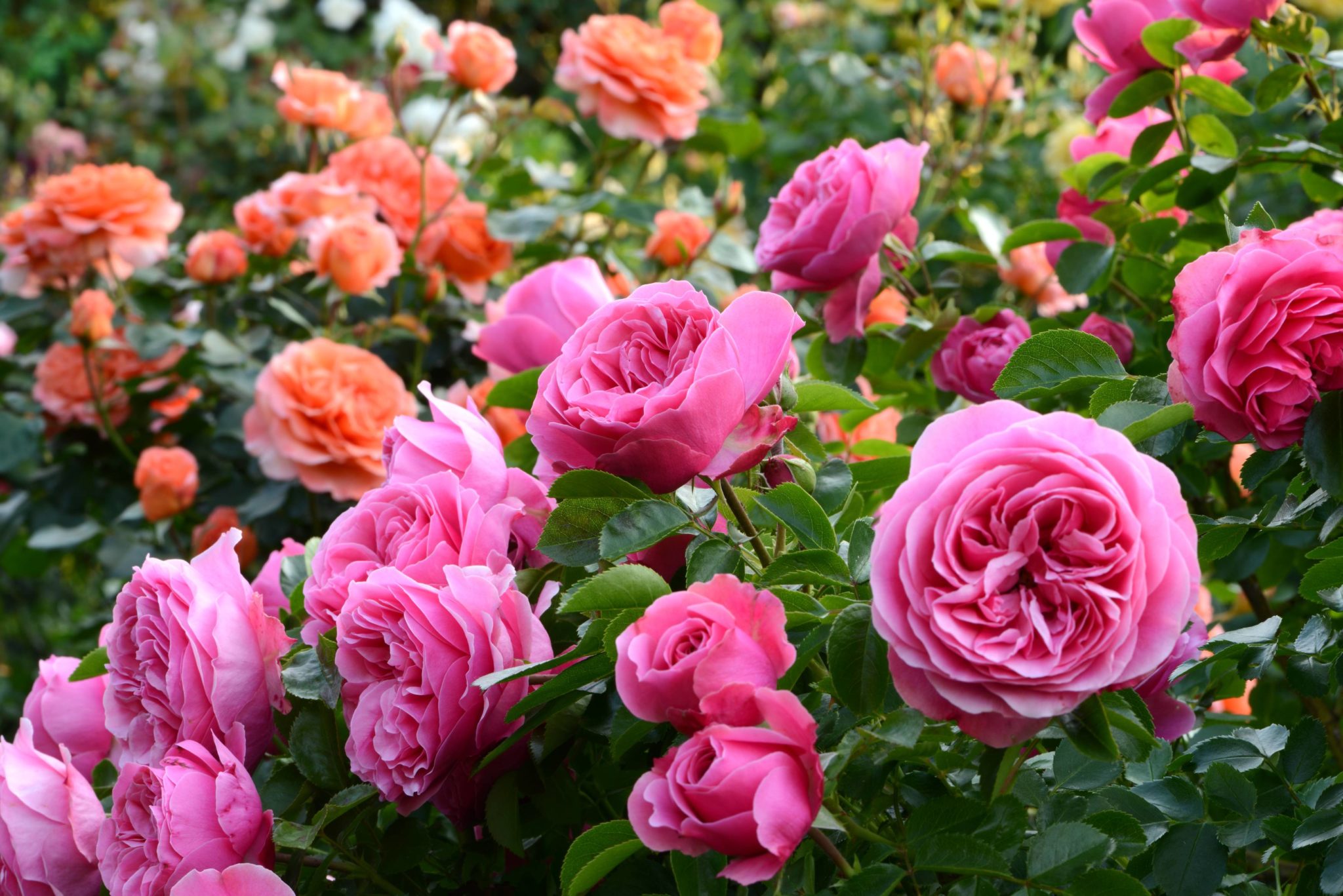 Garden Styles Suited to Growing Roses: Choosing the Right Varieties and ...